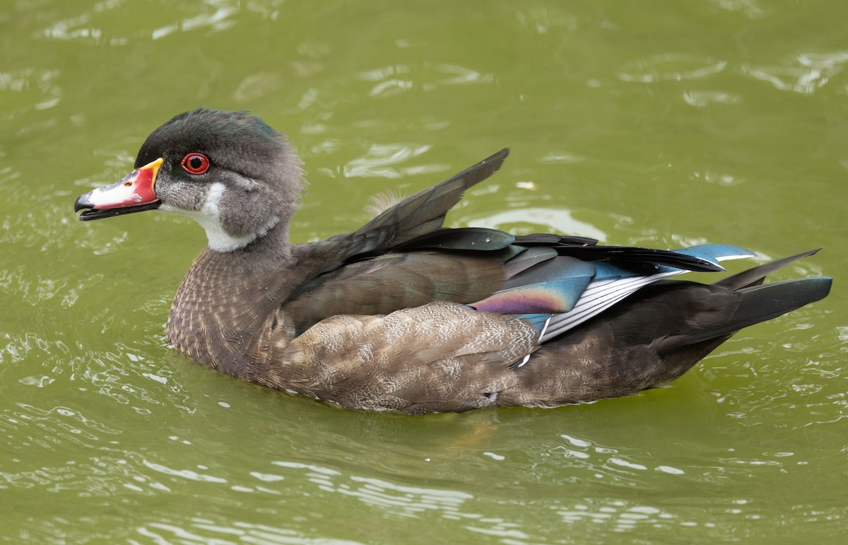 Wood Duck - ML639606011