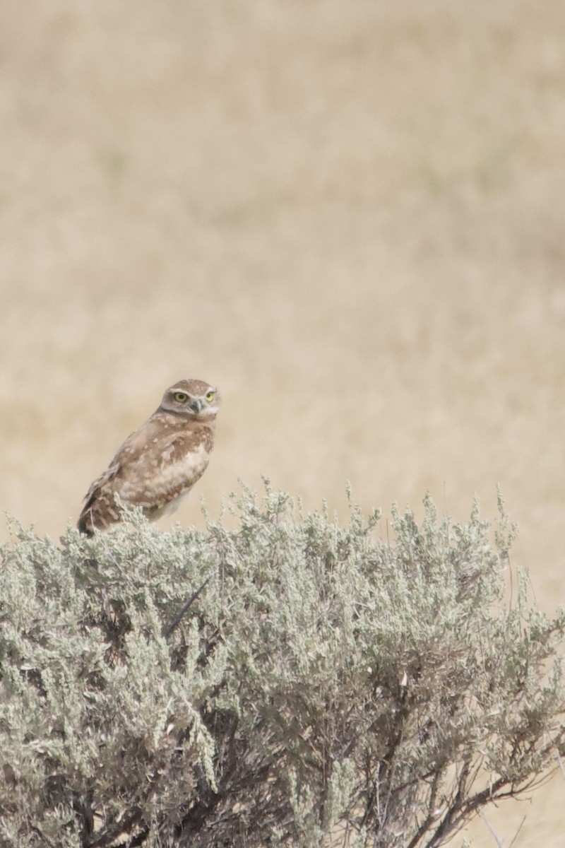 Burrowing Owl - ML639606019