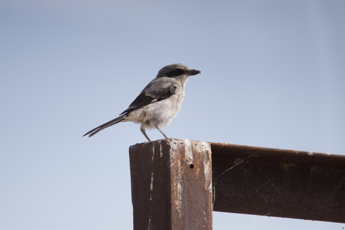 Loggerhead Shrike - ML639606027