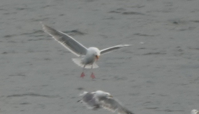 Glaucous-winged Gull - ML639606057
