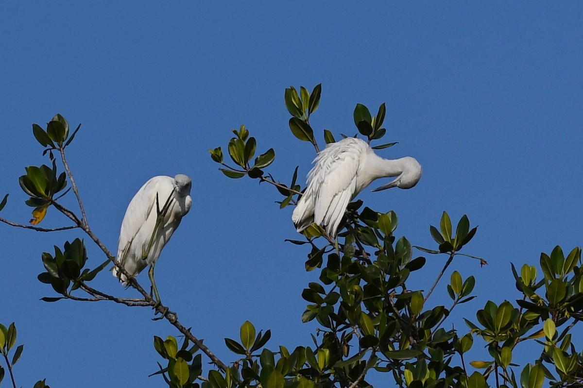 Little Blue Heron - ML639606112