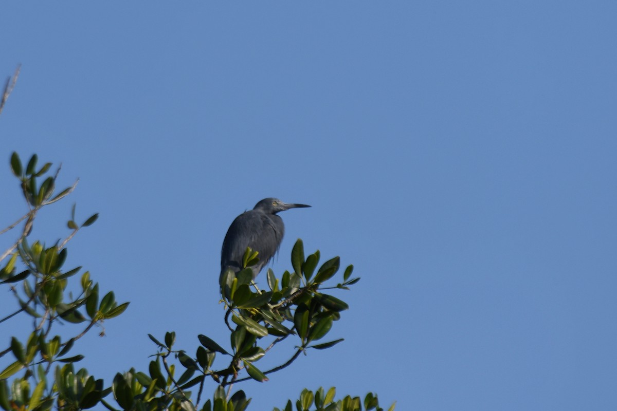 Little Blue Heron - ML639606113