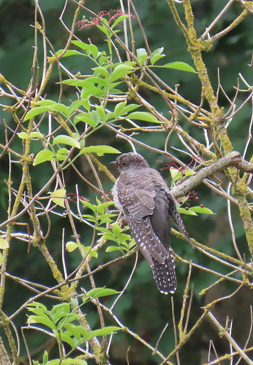 Common Cuckoo - ML639606122