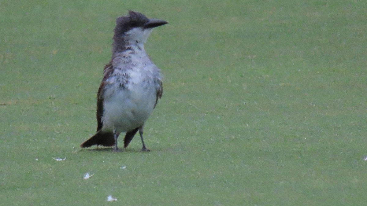 Gray Kingbird - ML639606126