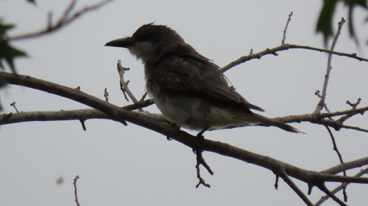 Gray Kingbird - ML639606129
