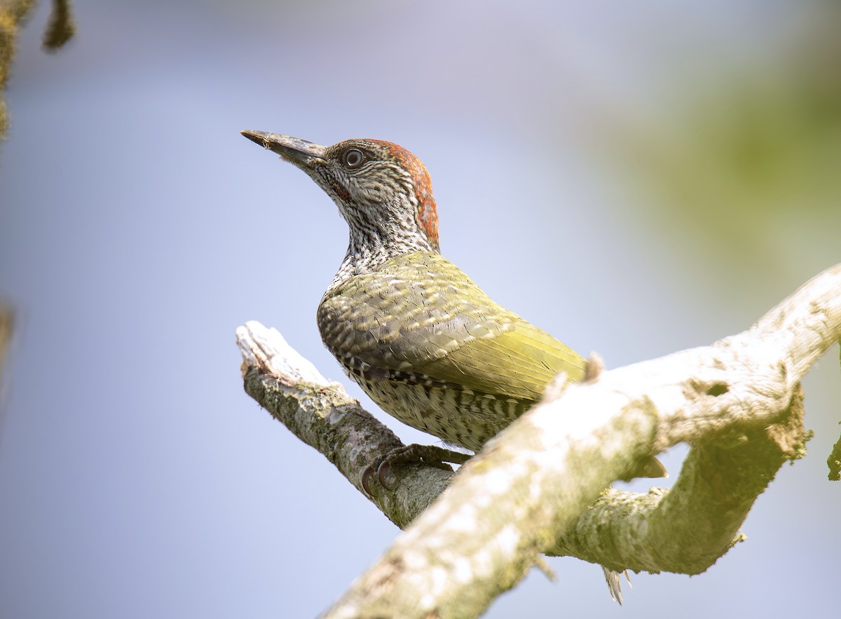 Eurasian Green Woodpecker - ML639606139