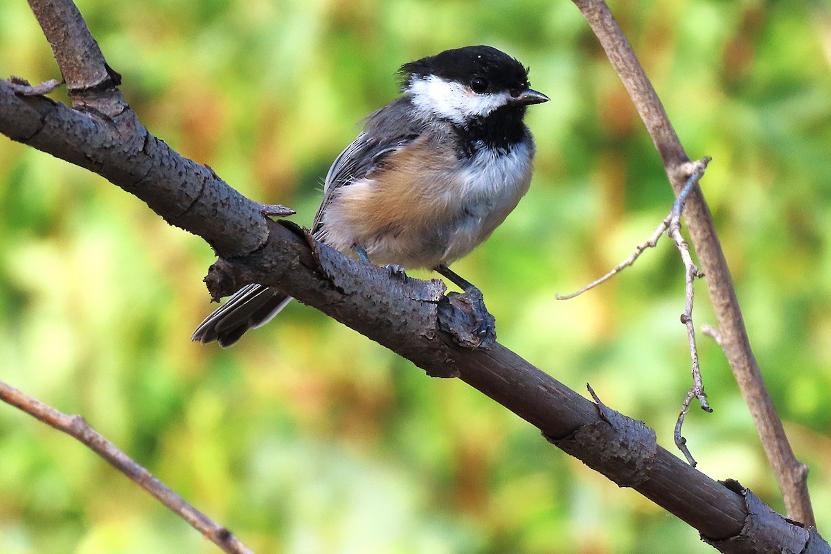Black-capped Chickadee - ML639606148