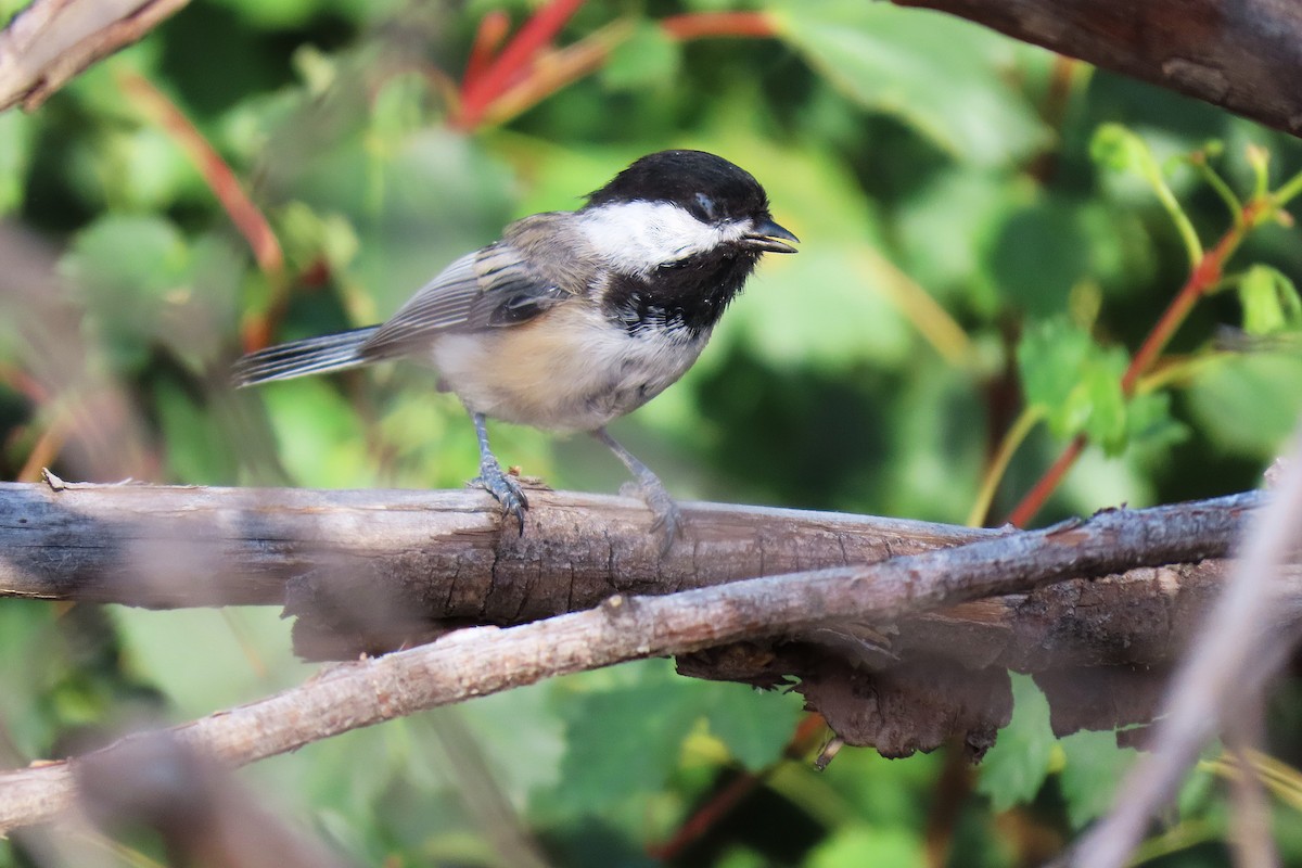 Black-capped Chickadee - ML639606151