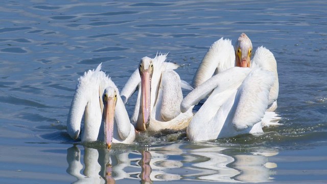 American White Pelican - ML639606204