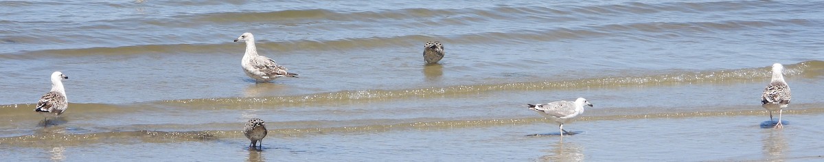 Great Black-backed Gull - ML639606243