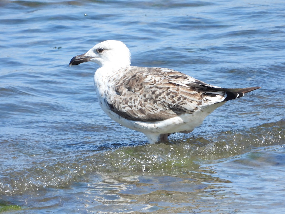 Great Black-backed Gull - ML639606255