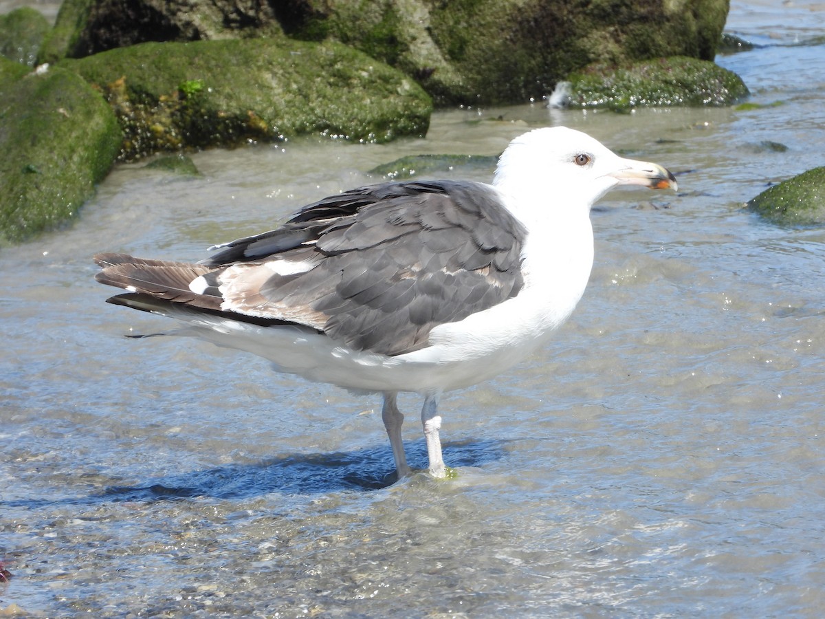 Great Black-backed Gull - ML639606264