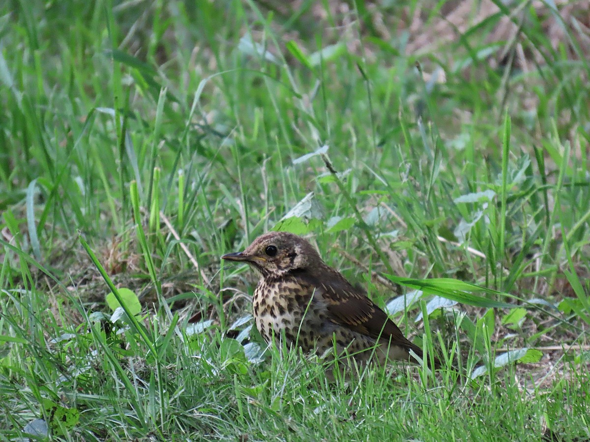 Song Thrush - ML639606285