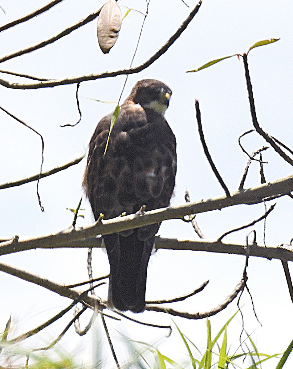 White-throated Hawk - ML639606438