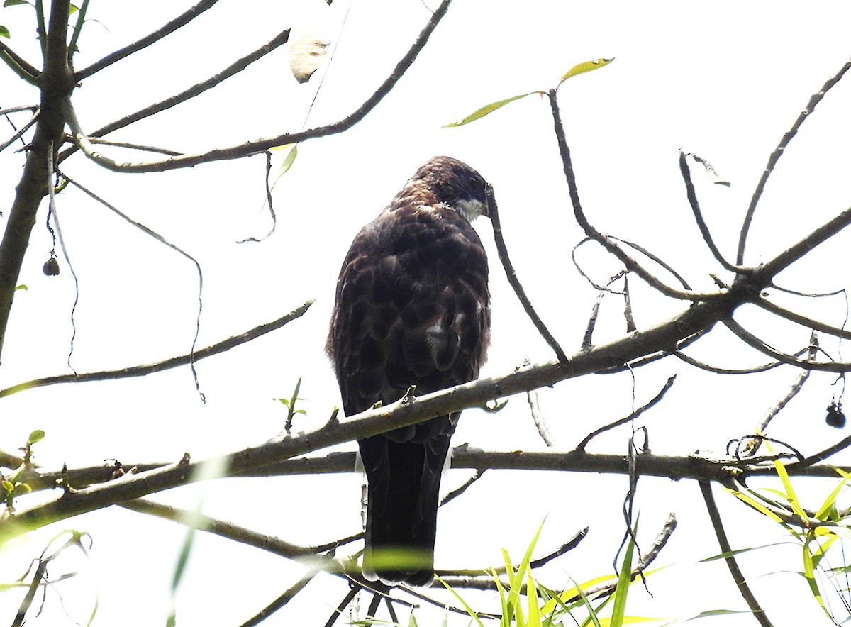 White-throated Hawk - ML639606439