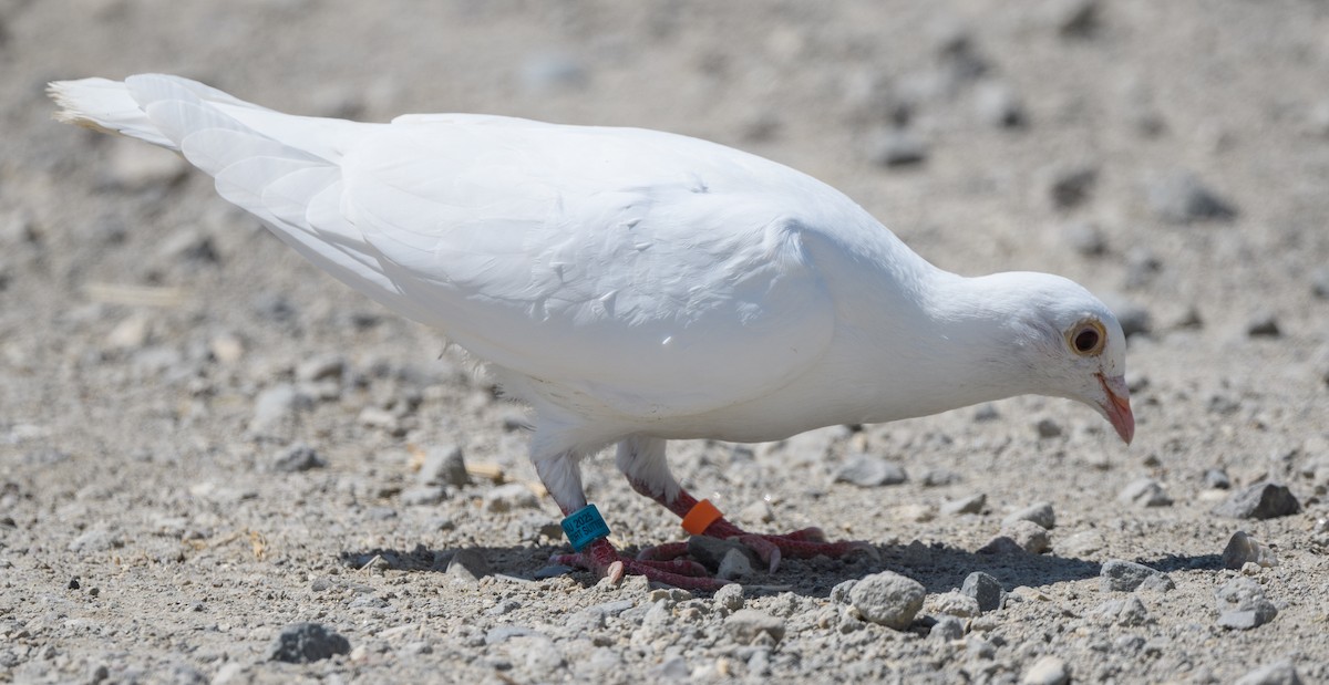 Rock Pigeon (Feral Pigeon) - ML639606442