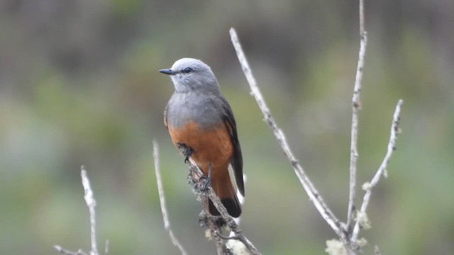 Red-rumped Bush-Tyrant - ML639606443