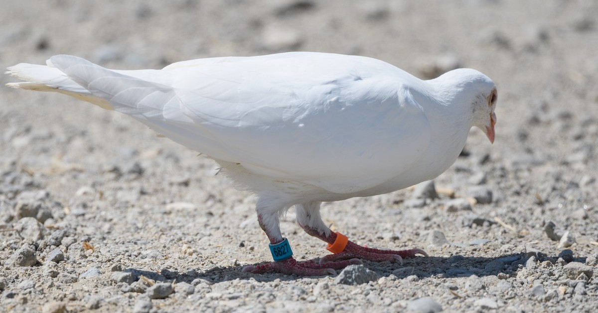 Rock Pigeon (Feral Pigeon) - ML639606445