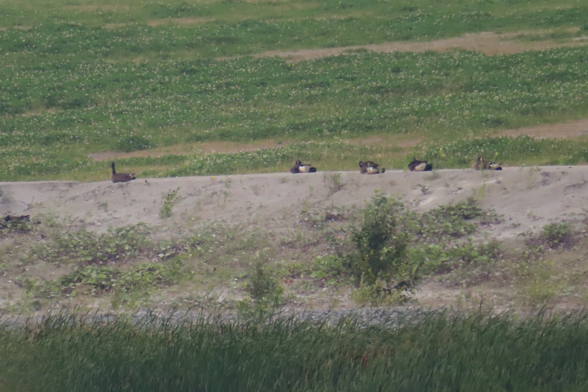 Канад галуу - ML639606490