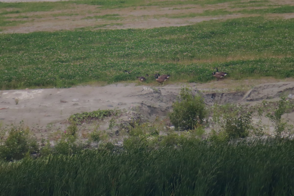 Канад галуу - ML639606491