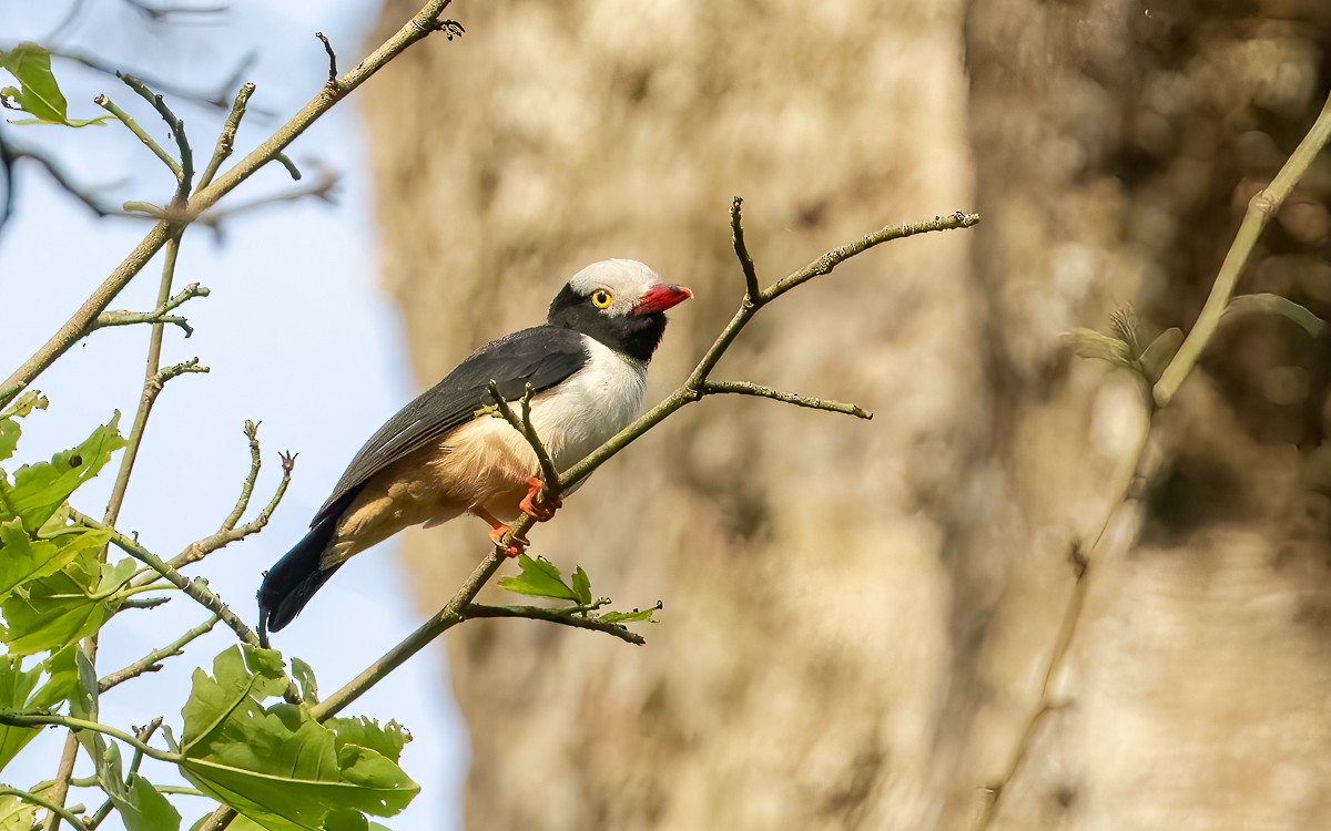 Red-billed Helmetshrike (Red-billed) - ML639606496