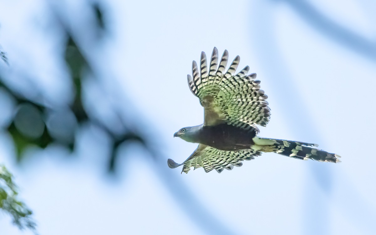 Long-tailed Hawk - ML639606544