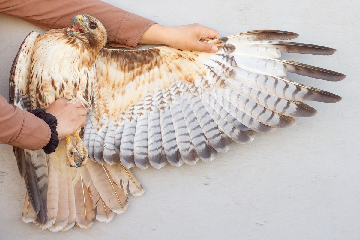 Red-tailed Hawk - ML639606562