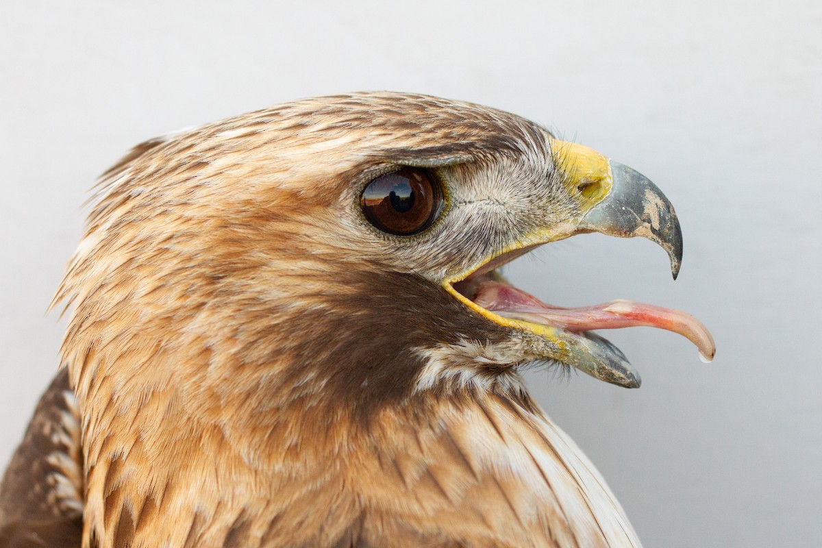 Red-tailed Hawk - ML639606563