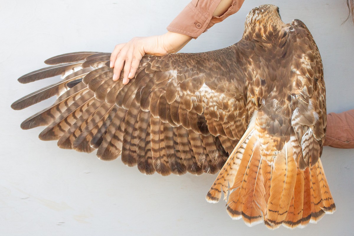 Red-tailed Hawk - ML639606565