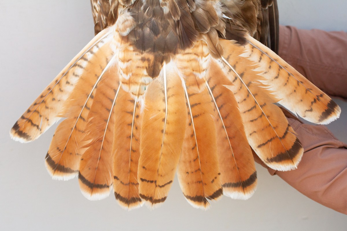 Red-tailed Hawk - ML639606566