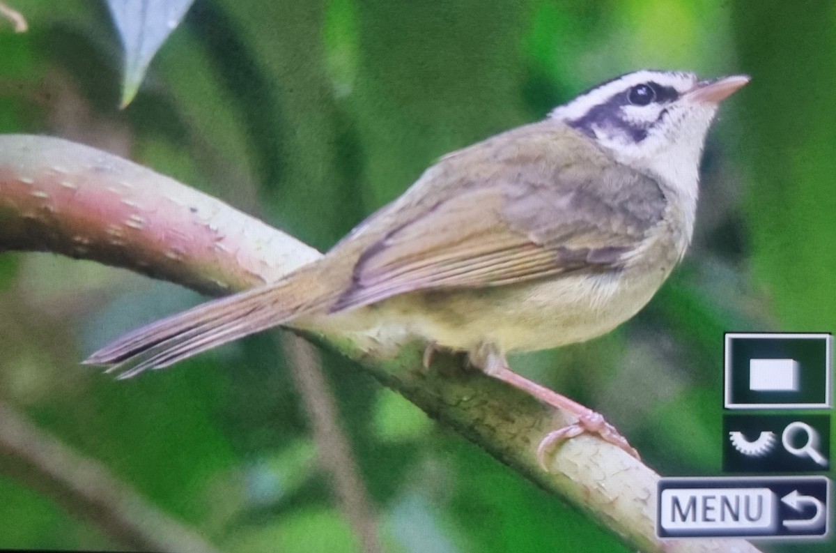 Yungas Warbler - ML639606601