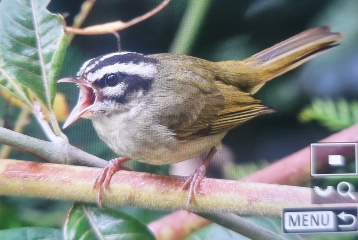 Yungas Warbler - ML639606608