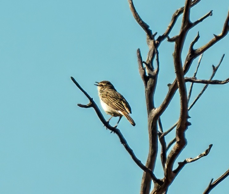 Rufous Songlark - ML639606613