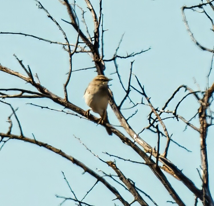 Rufous Songlark - ML639606614