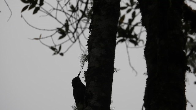 Montane Woodcreeper - ML639606685
