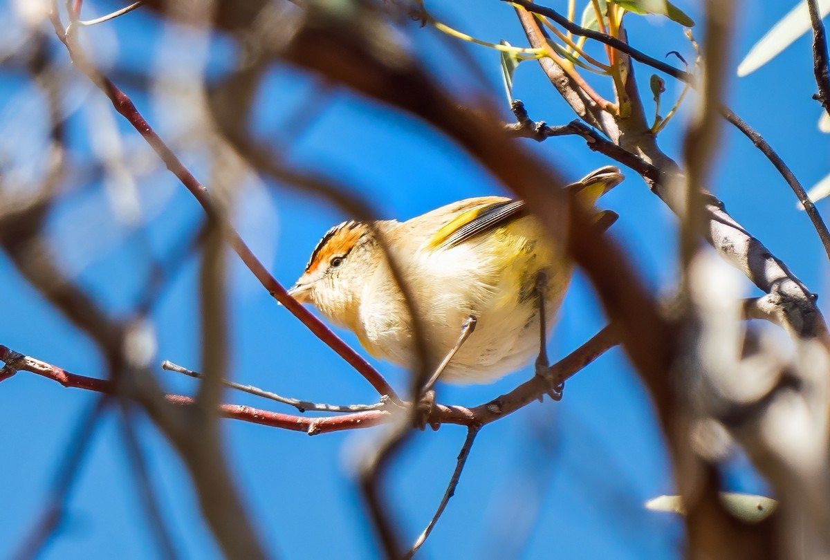 Red-browed Pardalote - ML639606705
