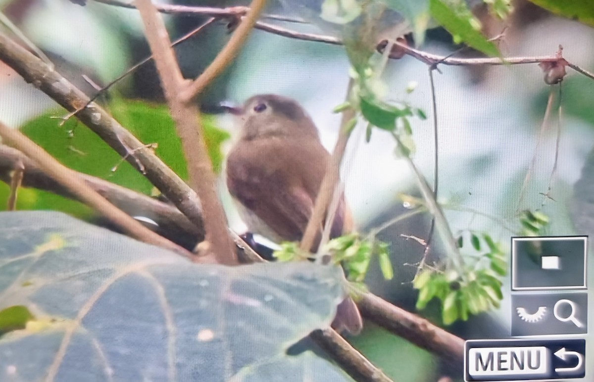 Unadorned Flycatcher - ML639606735