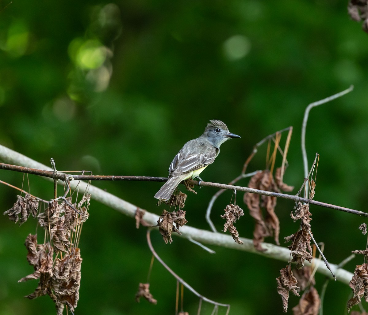 Great Crested Flycatcher - ML639606799