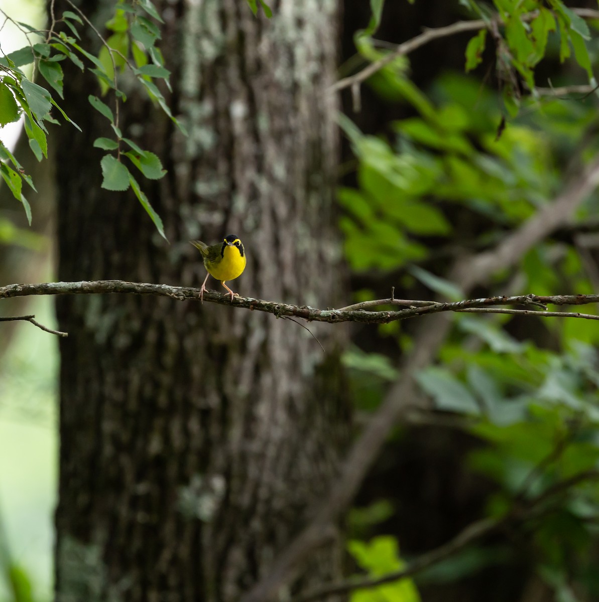 Kentucky Warbler - ML639606809
