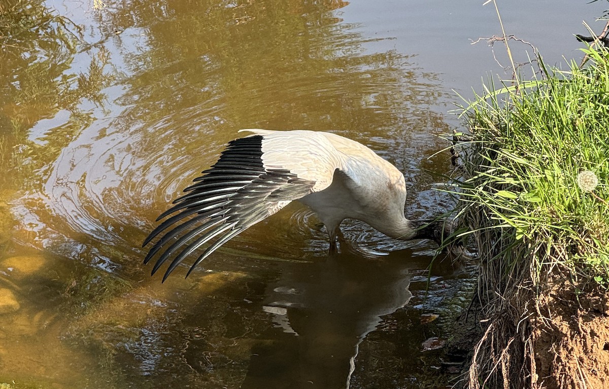 Wood Stork - ML639606832