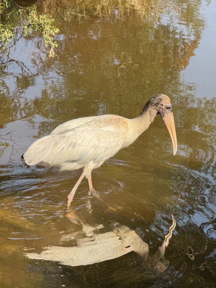 Wood Stork - ML639606833
