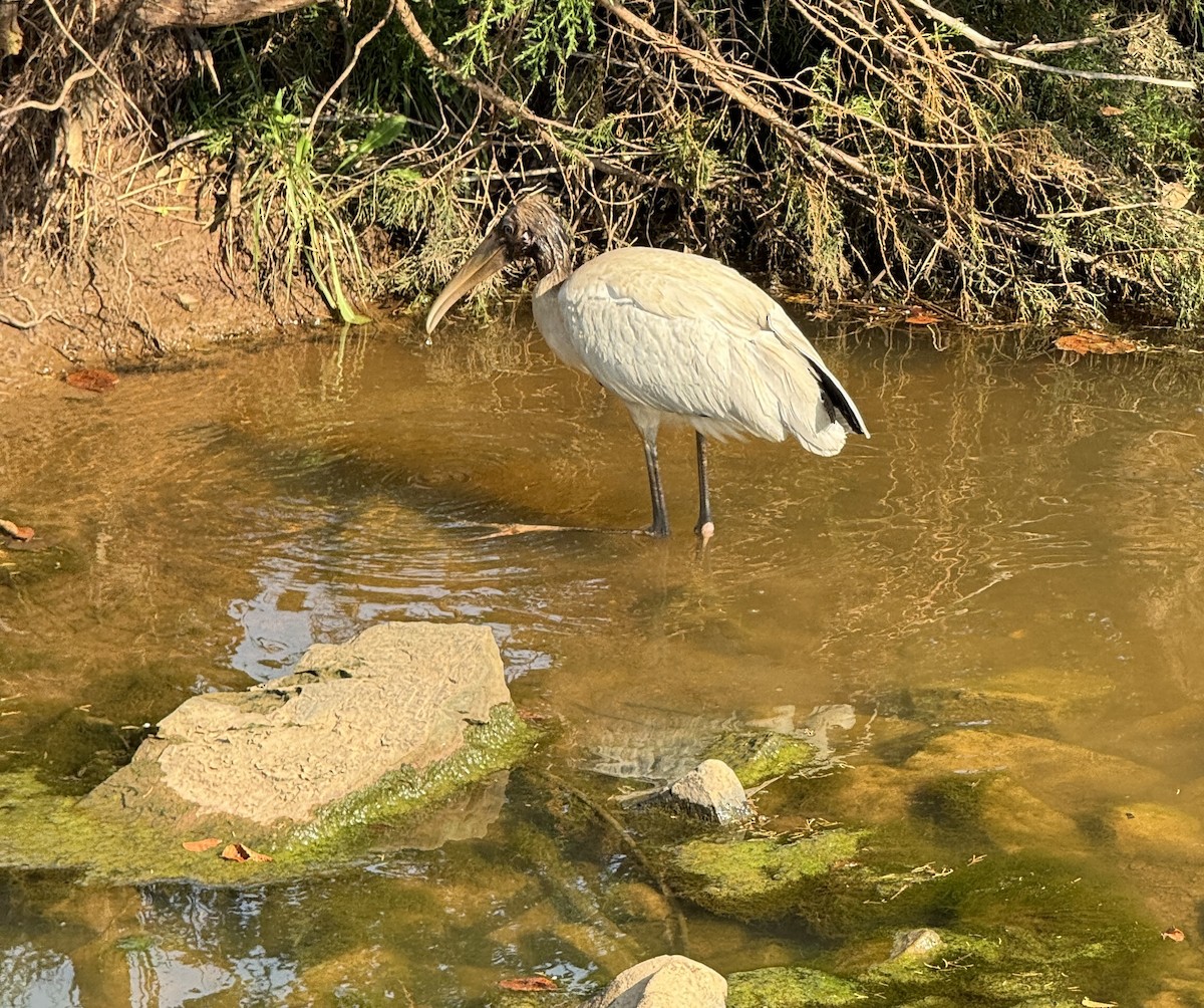 Wood Stork - ML639606834