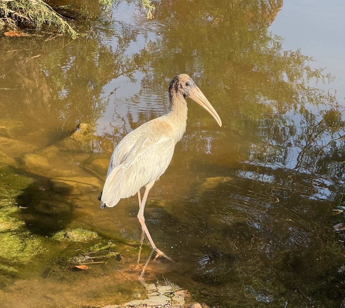 Wood Stork - ML639606835