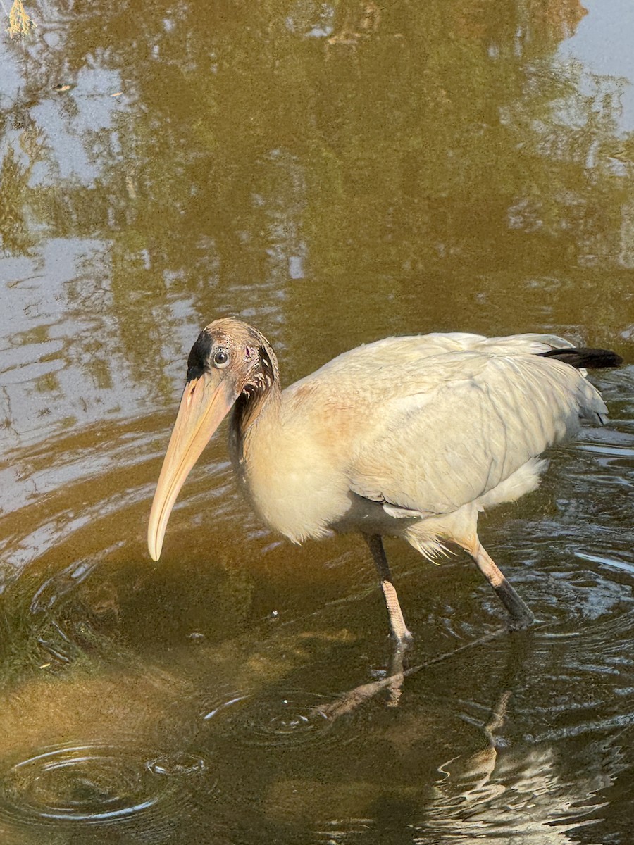 Wood Stork - ML639606836