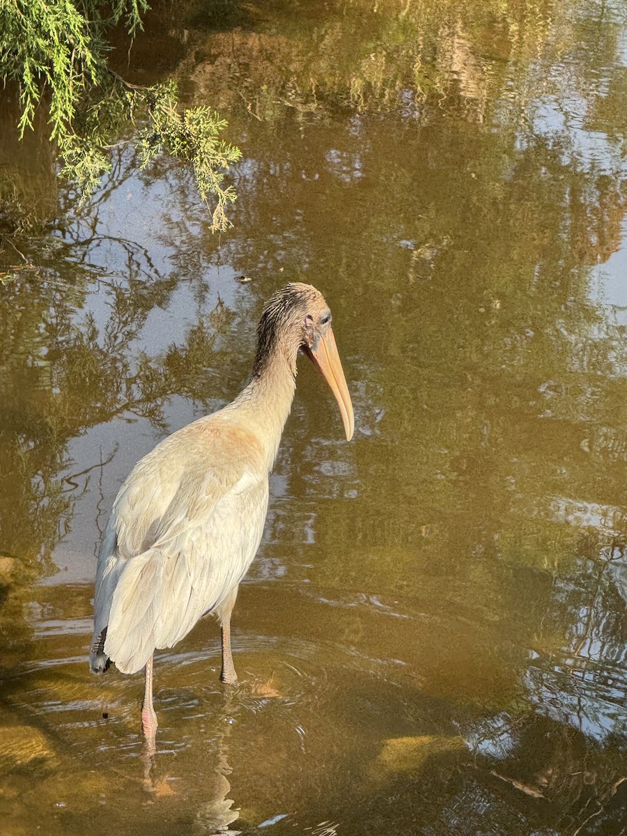 Wood Stork - ML639606837