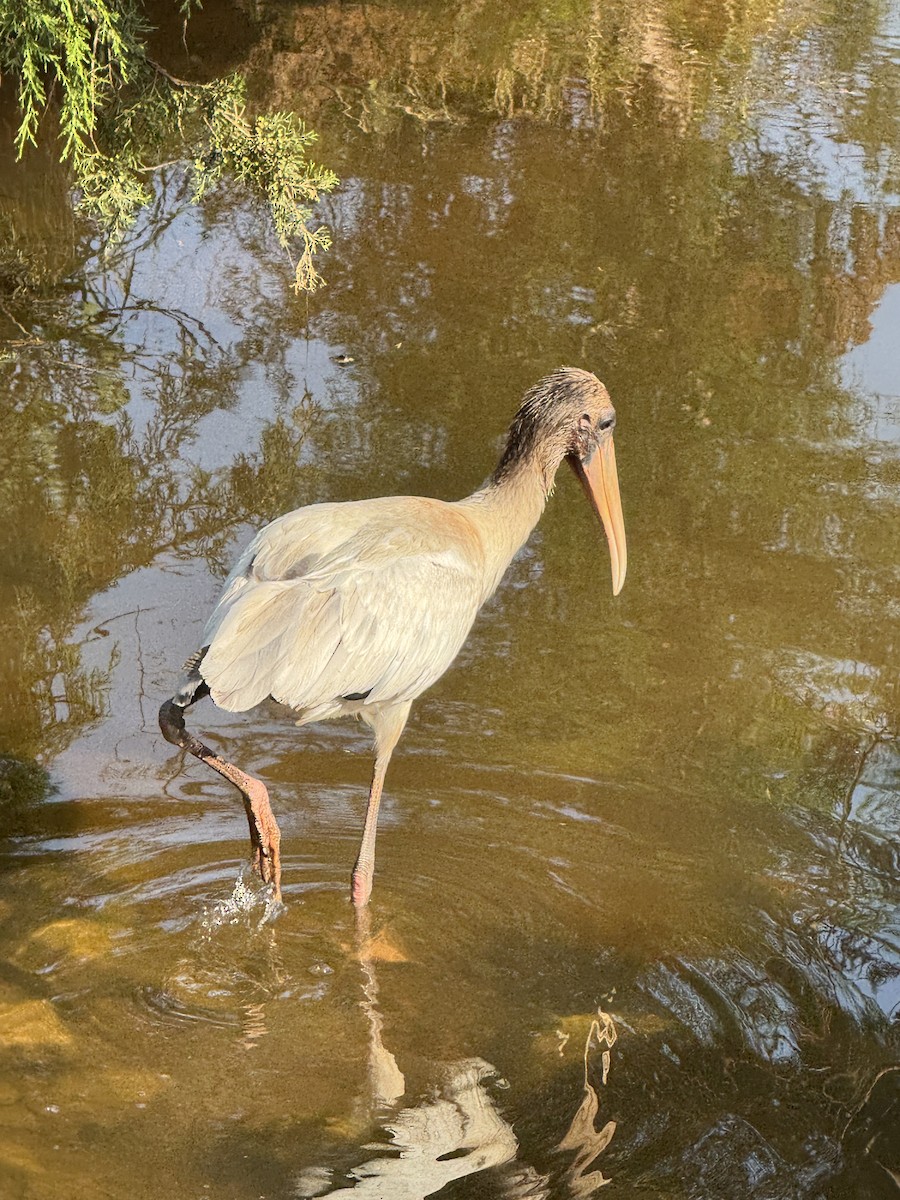 Wood Stork - ML639606838