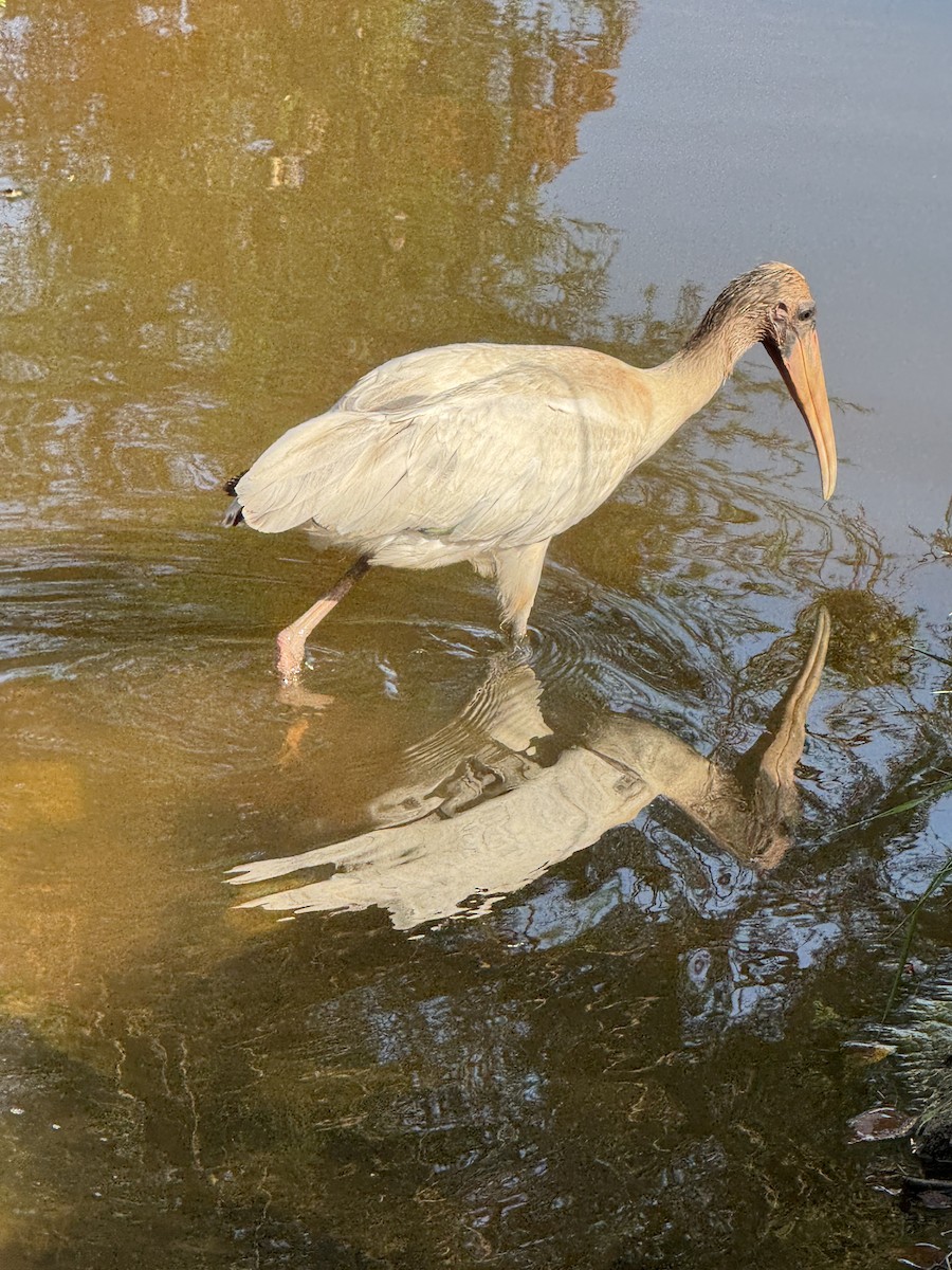 Wood Stork - ML639606839