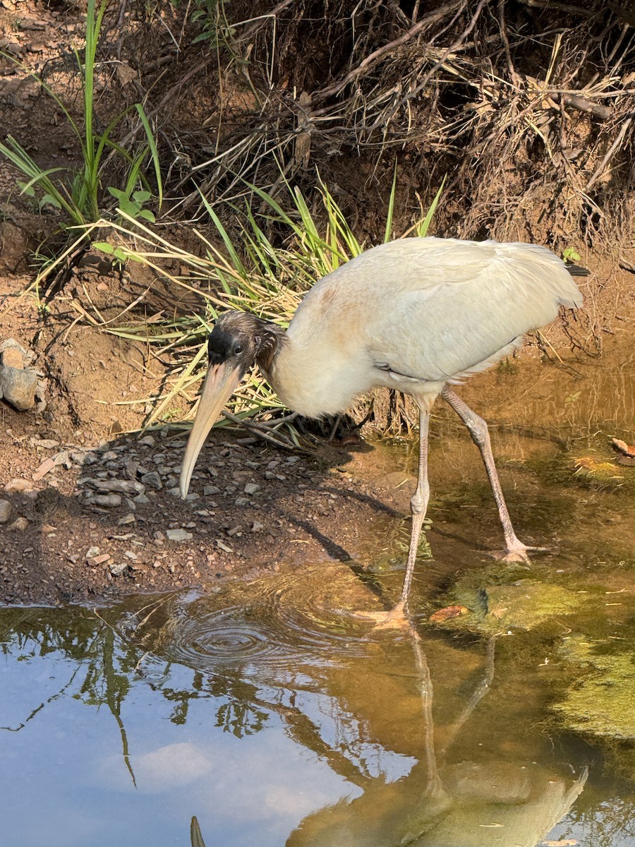 Wood Stork - ML639606840