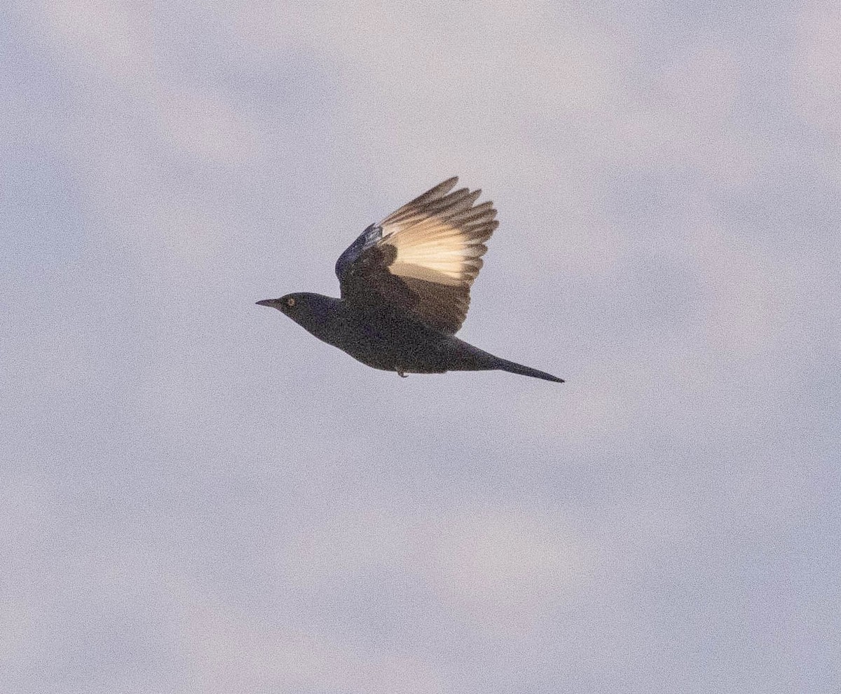 Pale-winged Starling - ML639606855