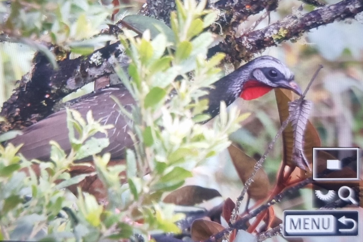 Andean Guan - ML639606895
